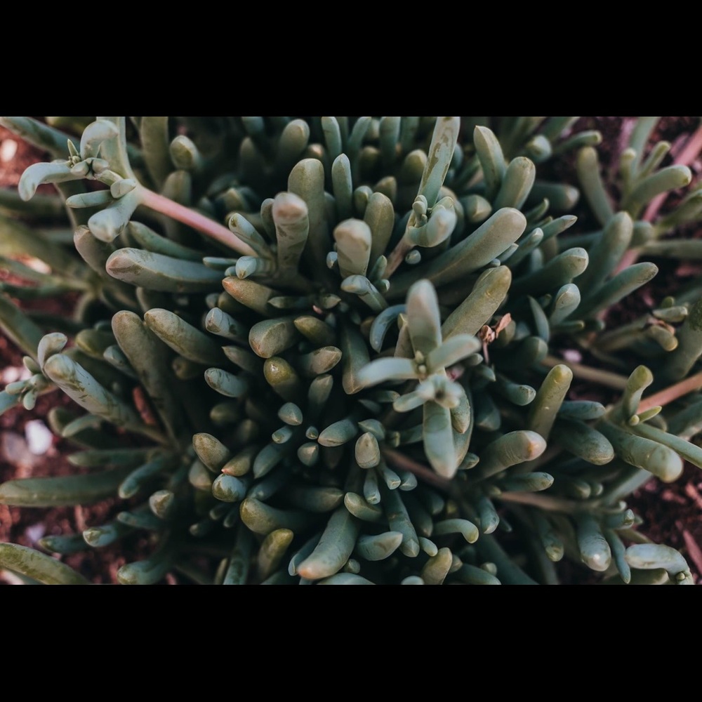 Succulent Print